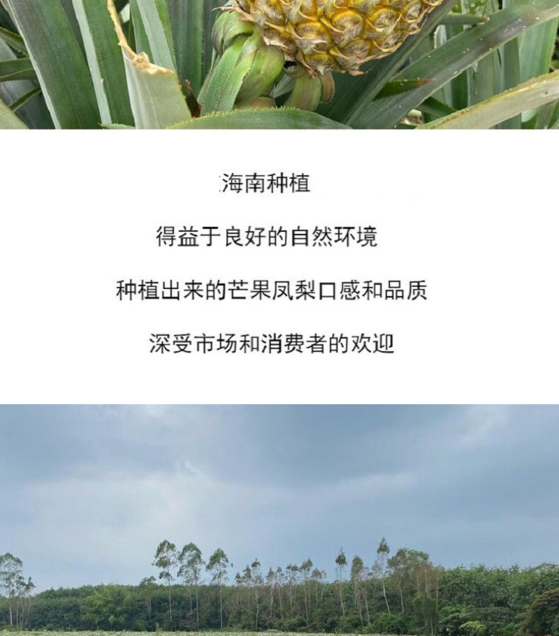 海南芒果凤梨双味爆甜削皮即食无渣爆汁