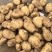 黄心土豆V7玖恩十一沃土希森雪川红实验一各种规