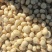 黄心土豆V7玖恩十一沃土希森雪川红实验一各种规