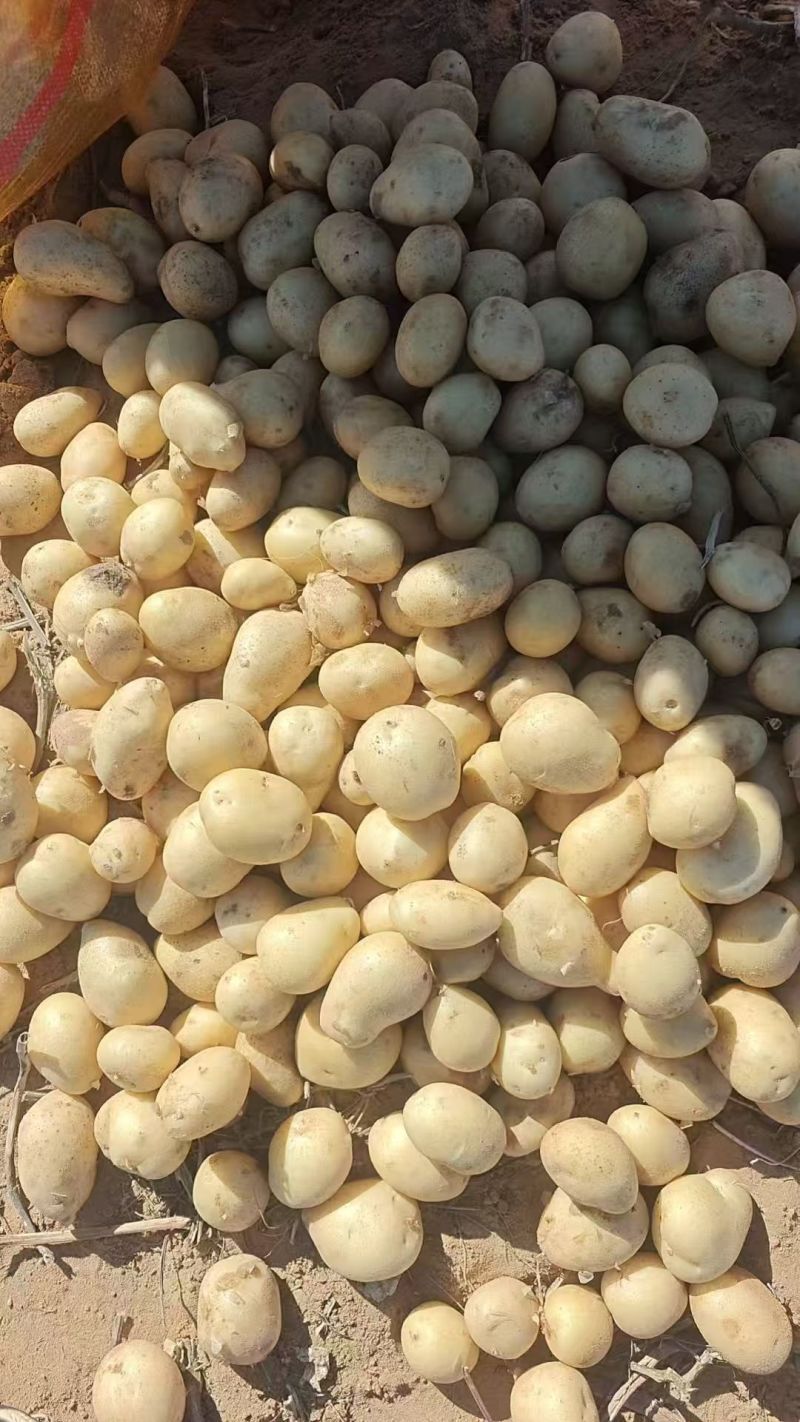黄心土豆V7玖恩十一沃土希森雪川红实验一各种规