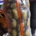 黄心土豆V7玖恩十一沃土希森雪川红实验一各种规