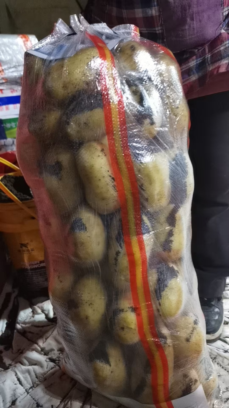 黄心土豆V7玖恩十一沃土希森雪川红实验一各种规