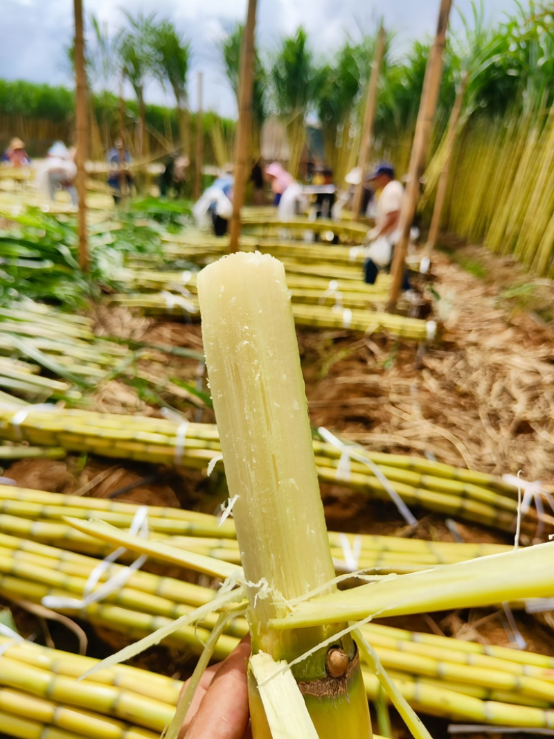 【推荐】黄皮甘蔗云南精品甘蔗产地直发货源充足