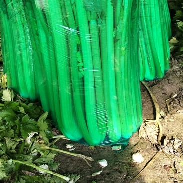 中小棵西芹