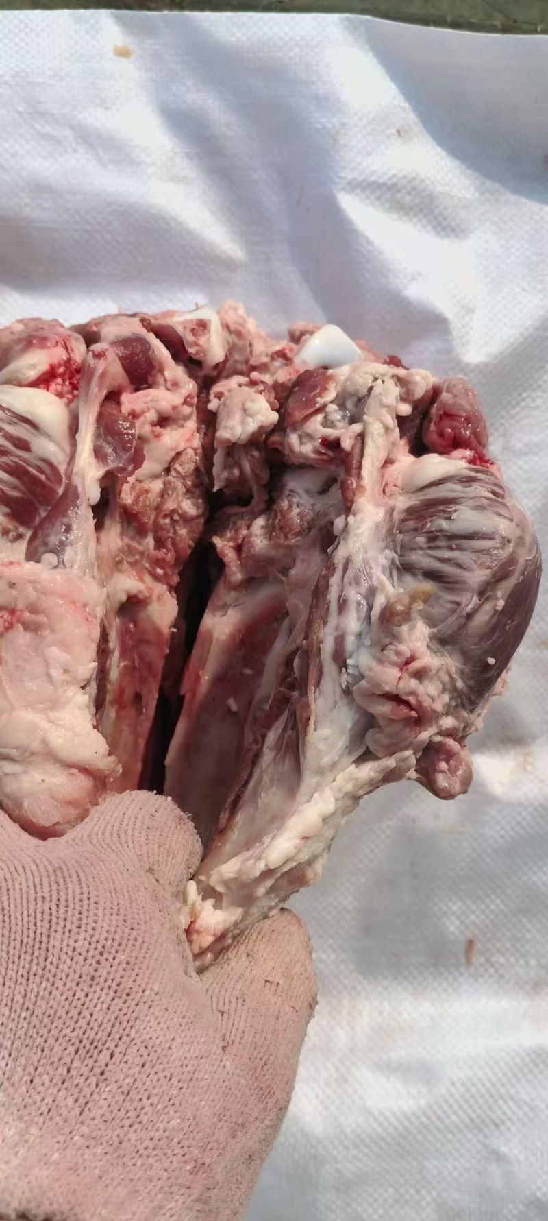 带核桃肉，猪头骨