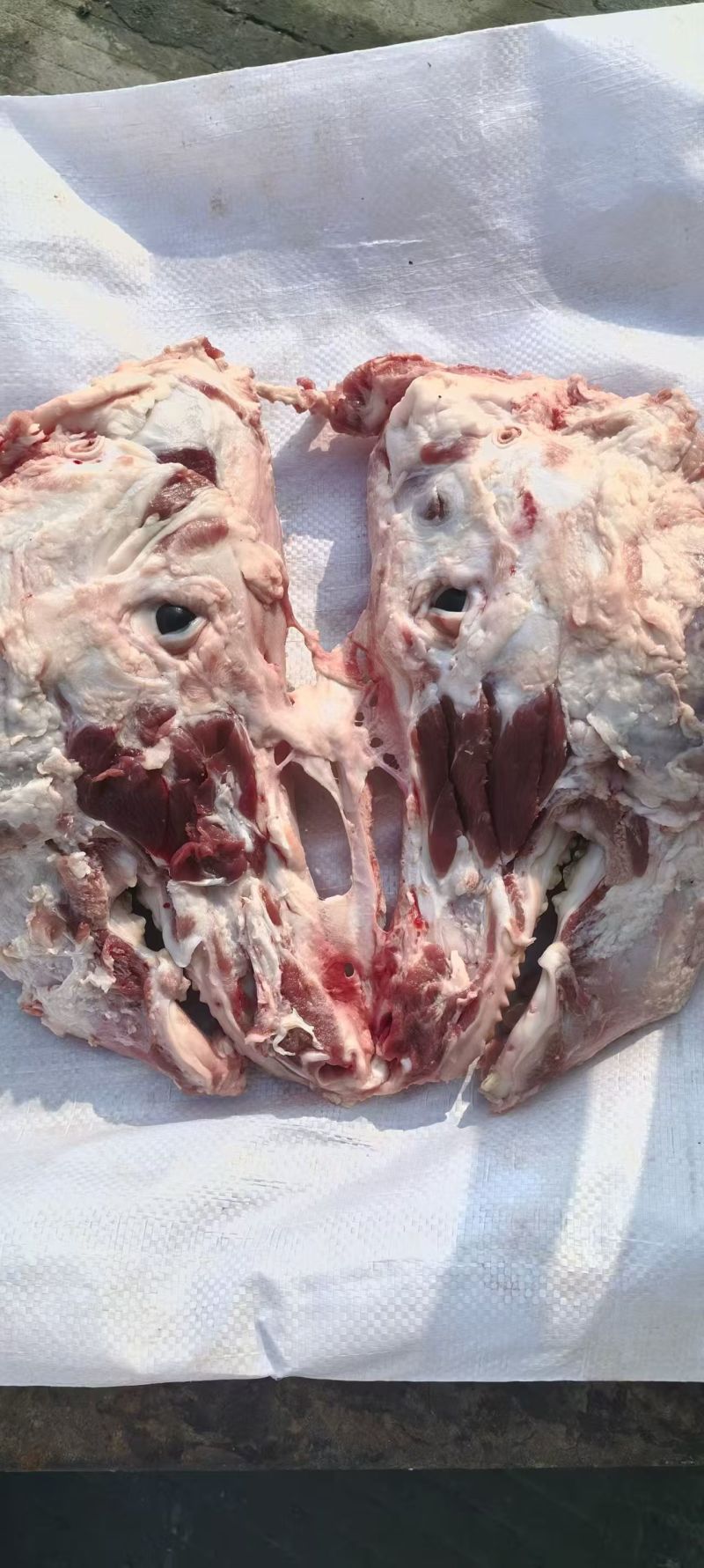 带核桃肉，猪头骨