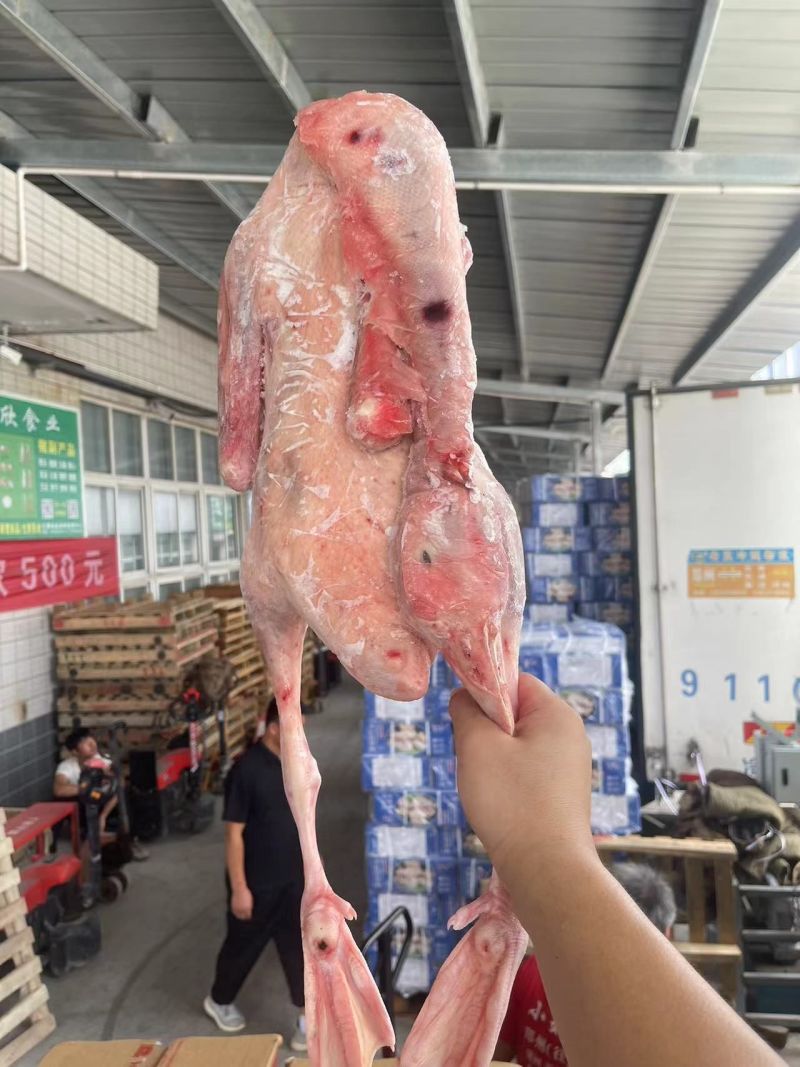 现货大鹅鹅白条带心肝铁锅炖熟食店都可以使用
