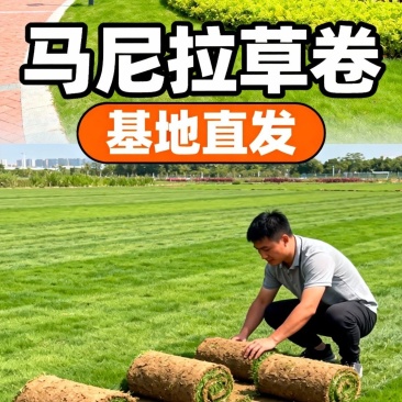 精品马尼拉草皮兰引三号园林绿化用草皮绿色天然草坪厂家