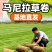 精品马尼拉草皮兰引三号园林绿化用草皮绿色天然草坪厂家