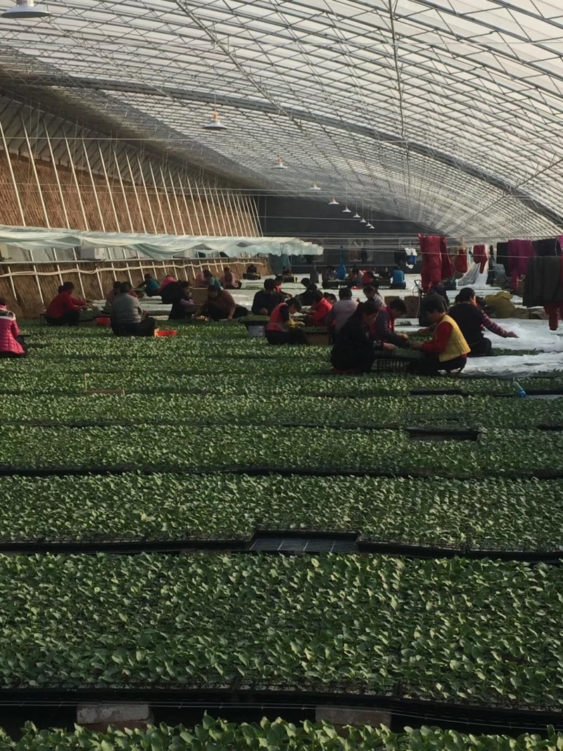 网纹瓜苗，网纹苗，基地直发量大从优欢迎来电