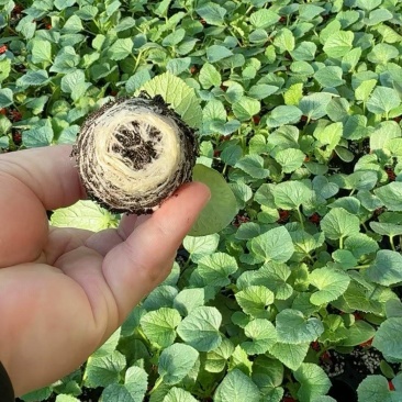 流星蜜露甜瓜苗，梦露流星甜瓜苗，基地直发量大从优