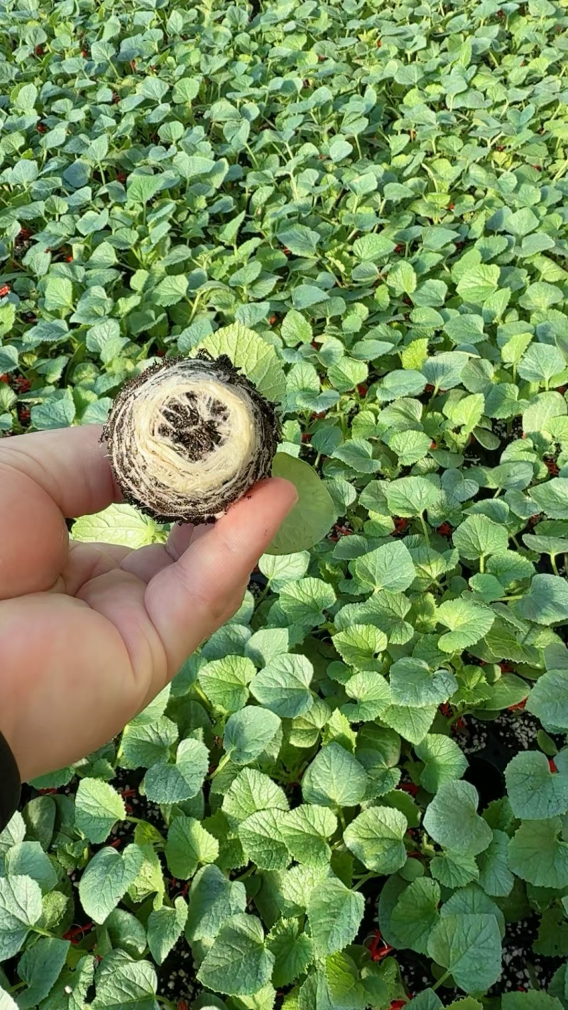 流星蜜露甜瓜苗，梦露流星甜瓜苗，基地直发量大从优