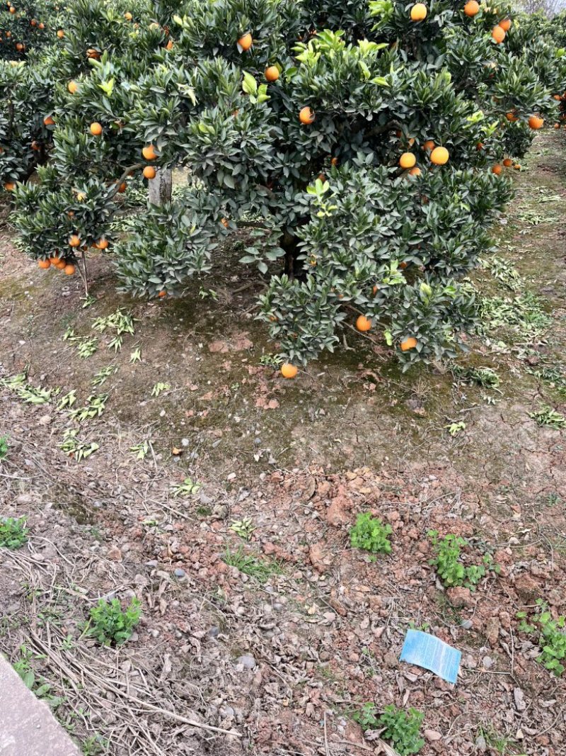 精品金堂脐橙1.1包上车