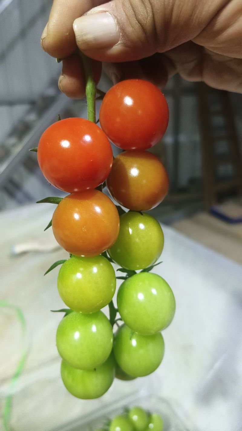 樱桃串小番茄樱桃小西红柿圣女果大量供应可视频看货