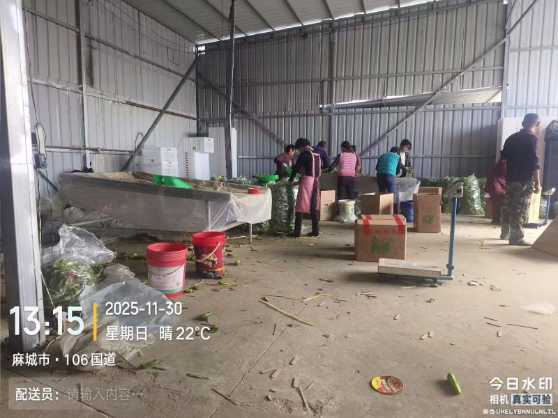 樱桃串小番茄樱桃小西红柿圣女果大量供应可视频看货