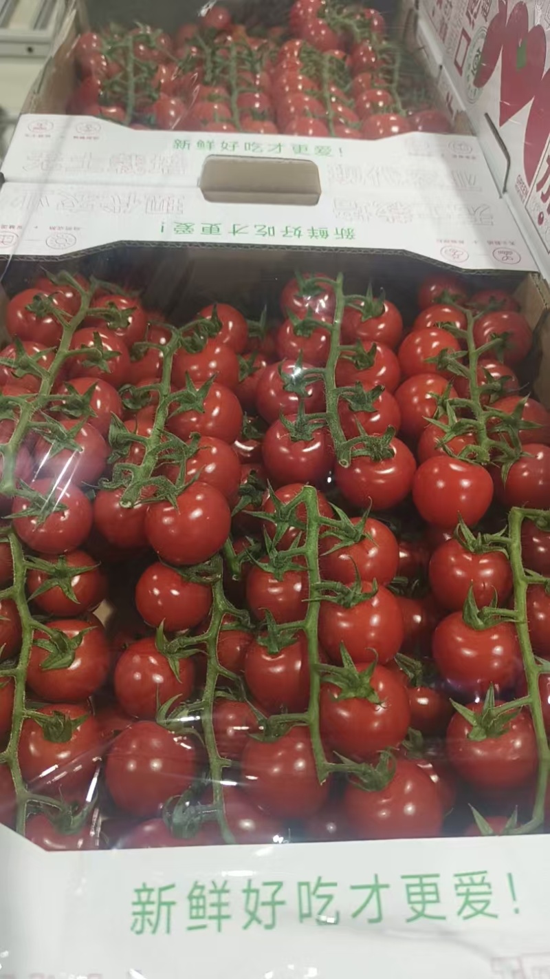 樱桃串小番茄樱桃小西红柿圣女果大量供应可视频看货