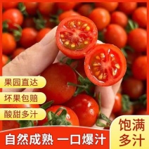 樱桃串小番茄樱桃小西红柿圣女果大量供应可视频看货