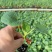 玉菇甜瓜苗，绿脆蜜，大量接单产地直发量大从优欢迎来电