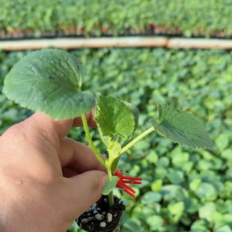 玉菇甜瓜苗，绿脆蜜，大量接单产地直发量大从优欢迎来电