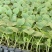 玉菇甜瓜苗，绿脆蜜，大量接单产地直发量大从优欢迎来电