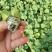 玉菇甜瓜苗，绿脆蜜，大量接单产地直发量大从优欢迎来电