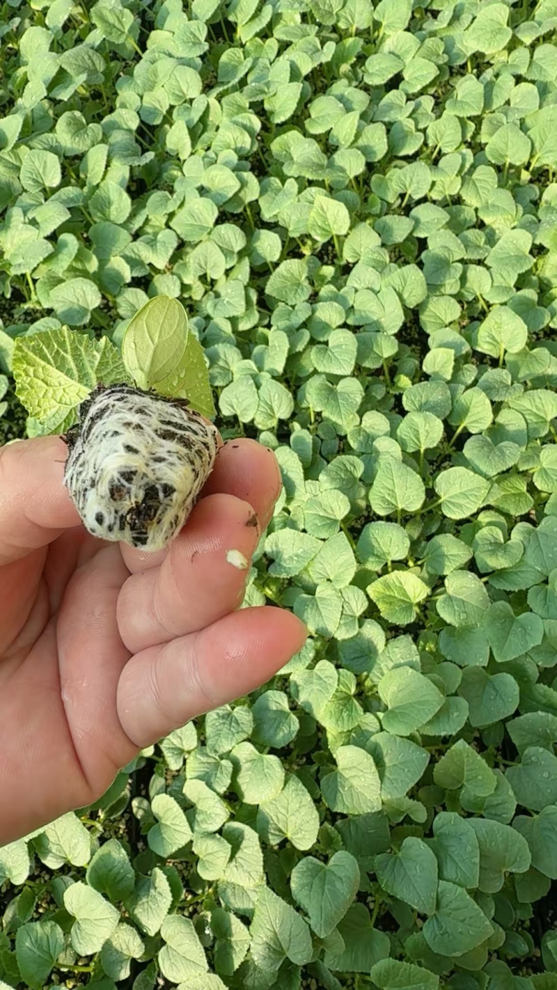 玉菇甜瓜苗，绿脆蜜，大量接单产地直发量大从优欢迎来电