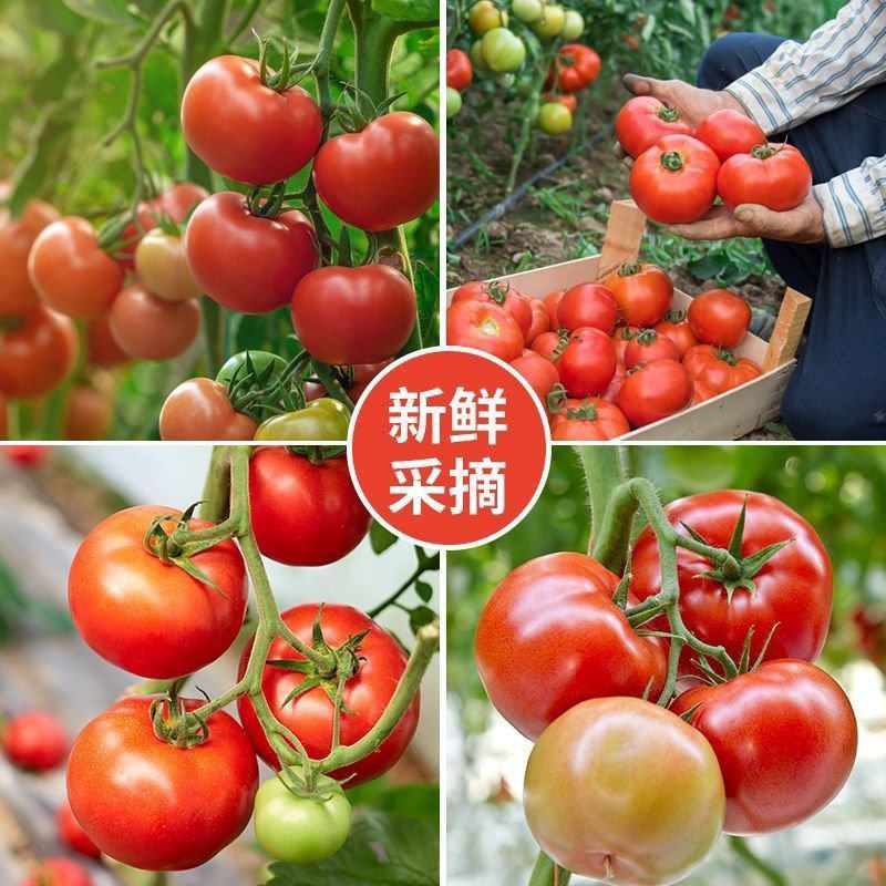 硬粉西红柿精品西红柿番茄大量供应可视频看货欢迎来电