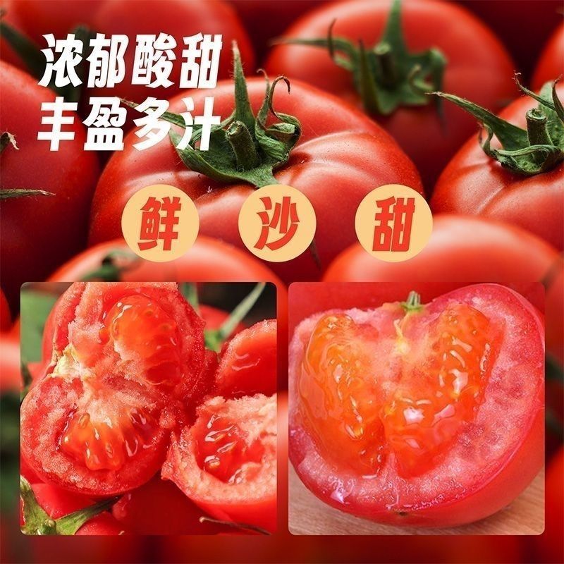 硬粉西红柿精品西红柿番茄大量供应可视频看货欢迎来电