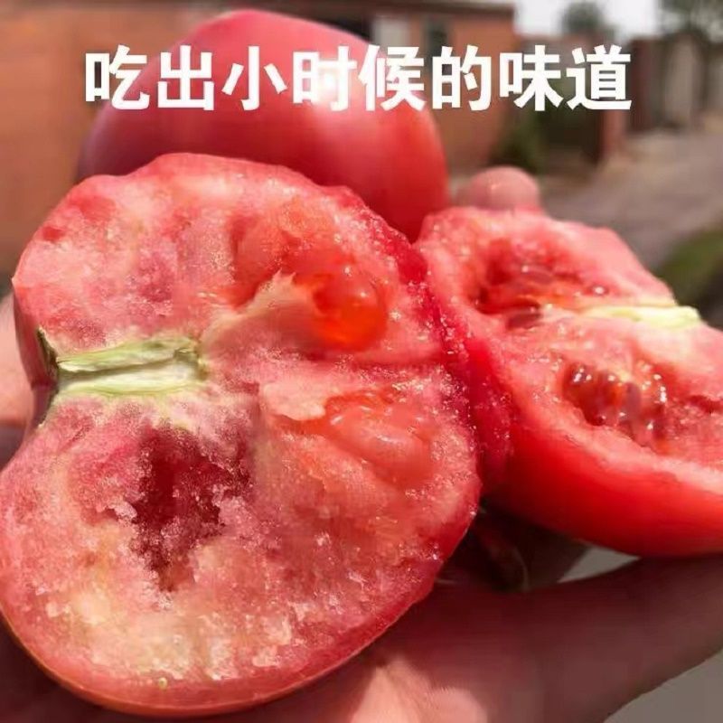 硬粉西红柿精品西红柿番茄大量供应可视频看货欢迎来电