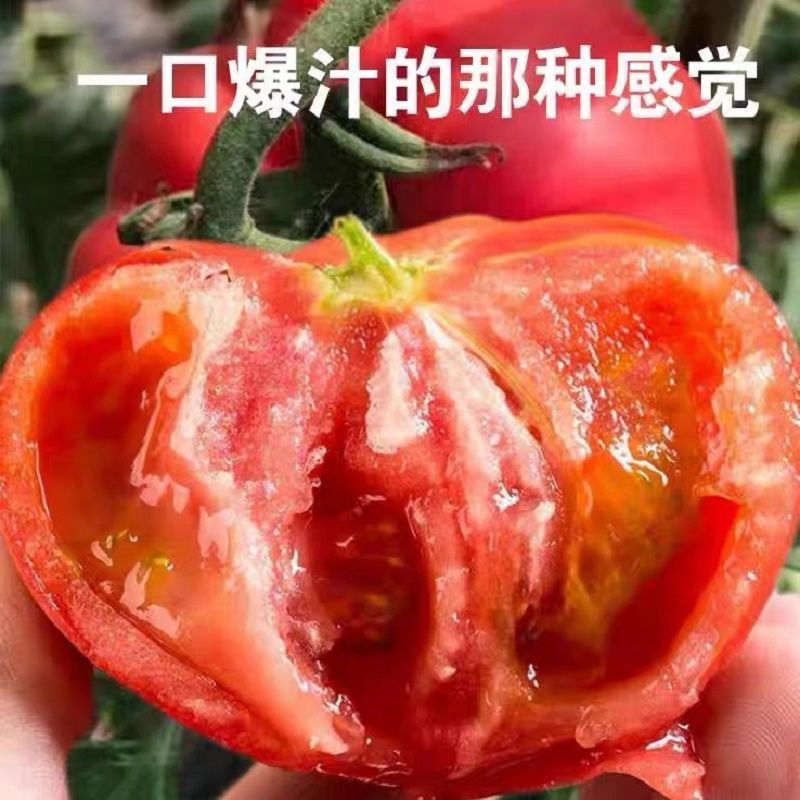 硬粉西红柿精品西红柿番茄大量供应可视频看货欢迎来电