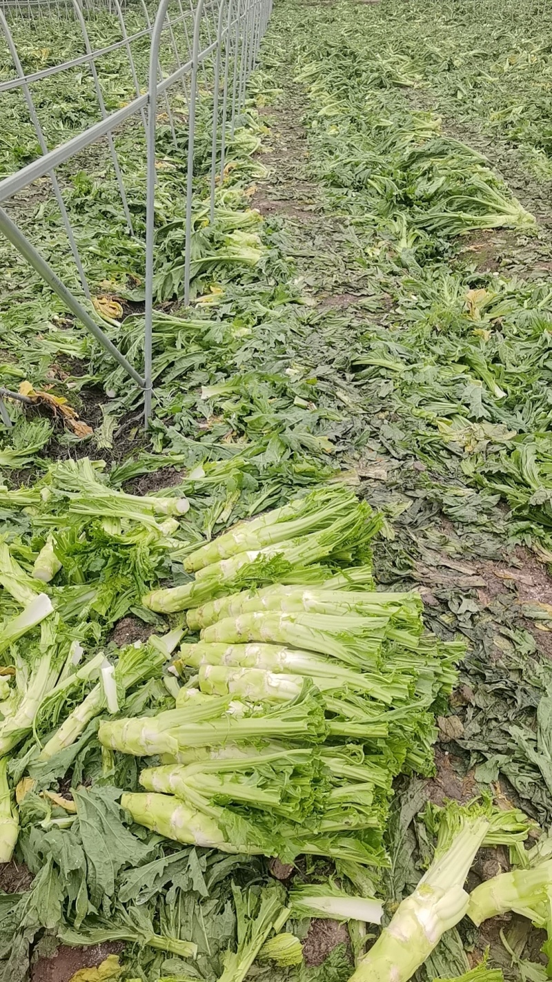 棒棒菜