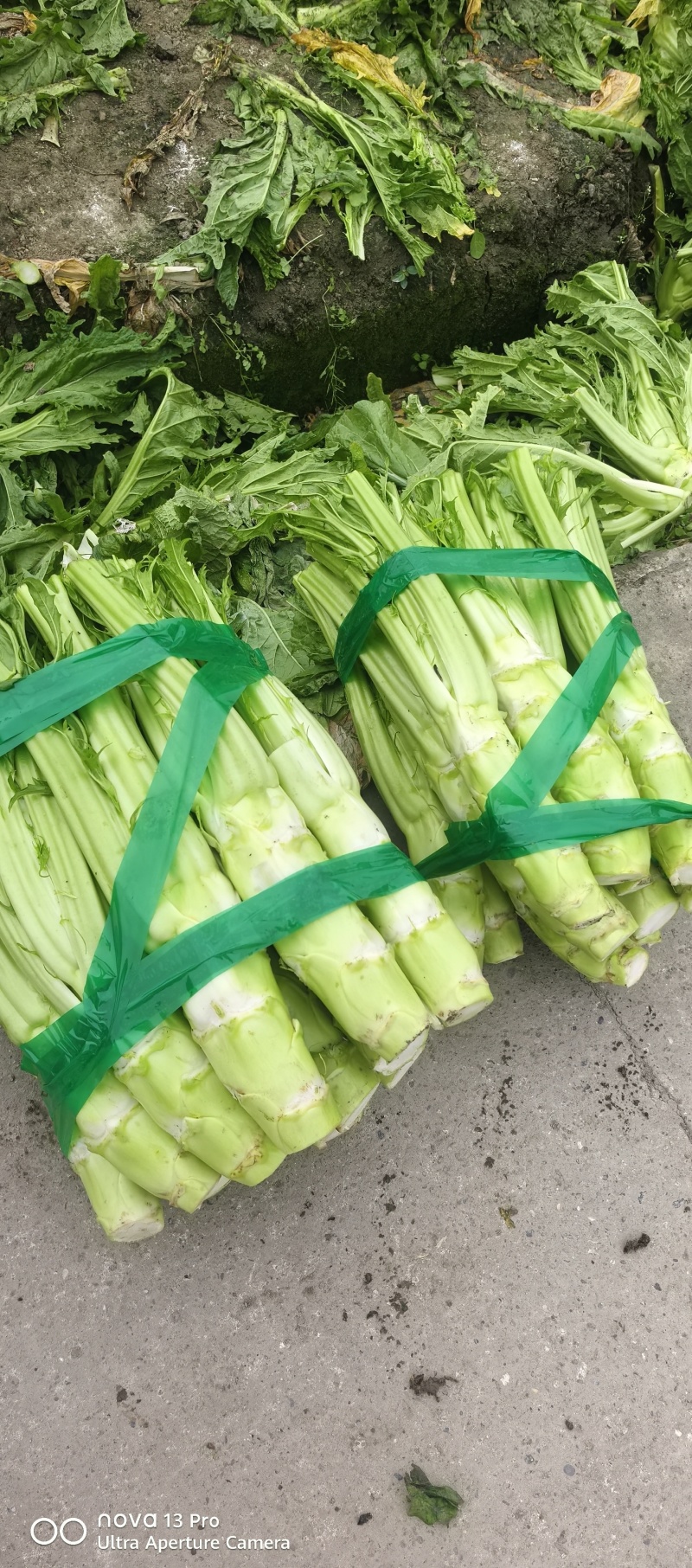 棒棒菜