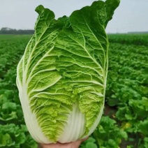 黄心大白菜，支持视频看货产地批发价欢迎订购