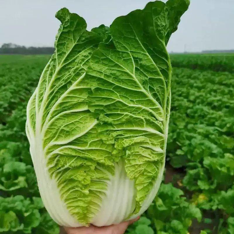 黄心大白菜，支持视频看货产地批发价欢迎订购