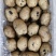 土豆实验一沃土