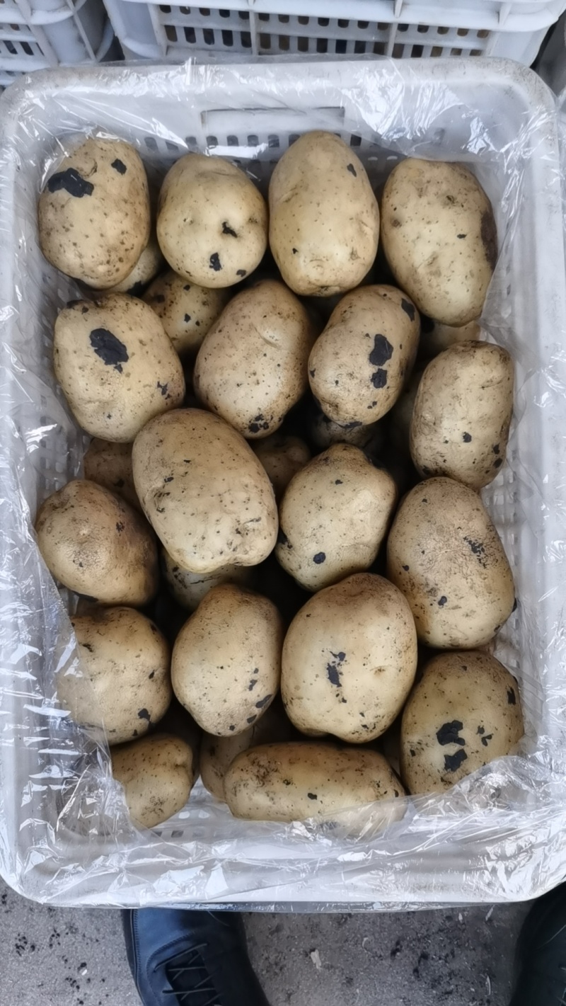 土豆实验一沃土