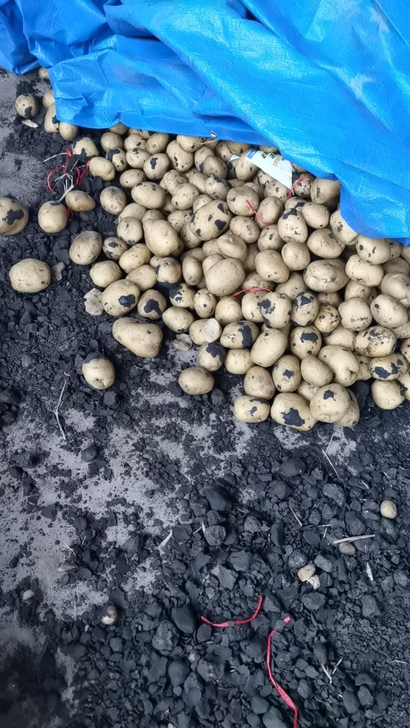 土豆实验一沃土