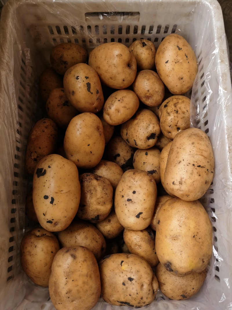 土豆实验一沃土
