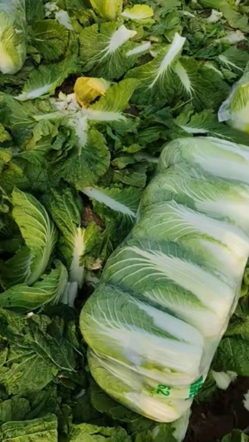 黄心大白菜，支持视频看货产地批发价欢迎订购