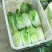 黄心大白菜，支持视频看货产地批发价欢迎订购