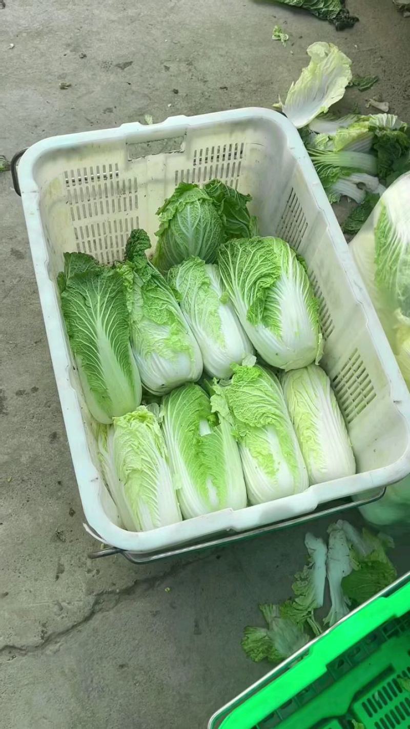 黄心大白菜，支持视频看货产地批发价欢迎订购