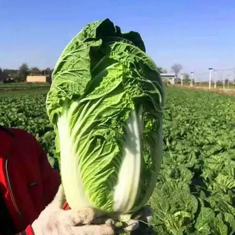 黄心大白菜，支持视频看货产地批发价欢迎订购