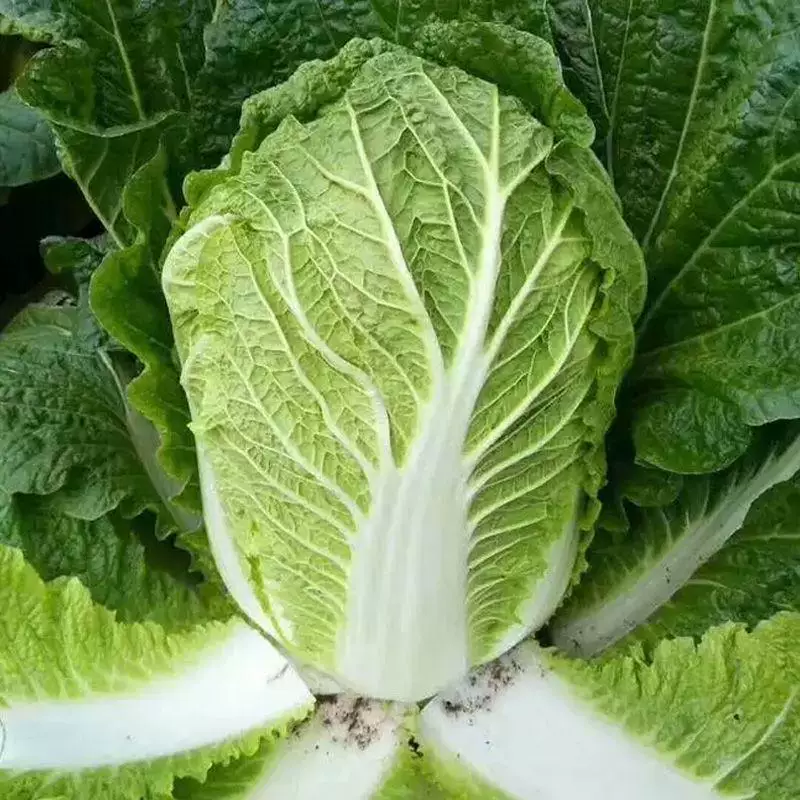 黄心大白菜，支持视频看货产地批发价欢迎订购