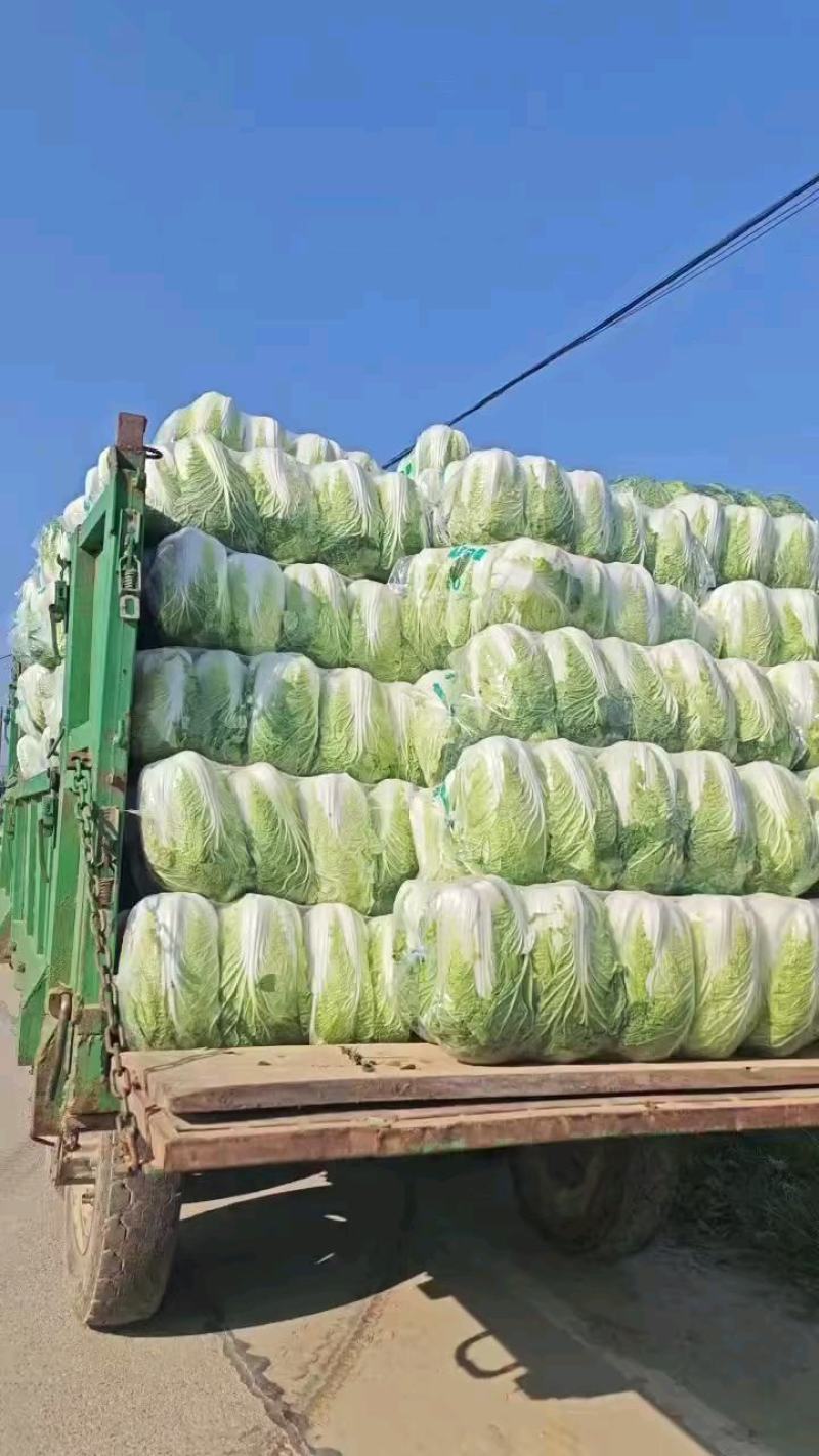 黄心大白菜，支持视频看货产地批发价欢迎订购
