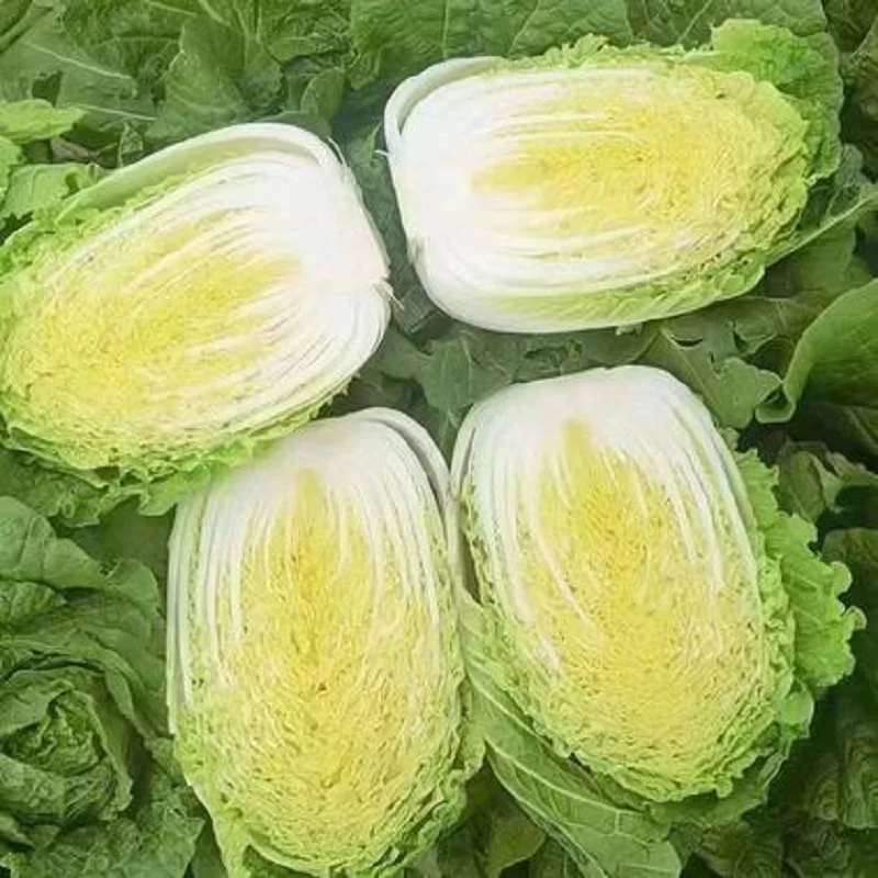 黄心大白菜，支持视频看货产地批发价欢迎订购
