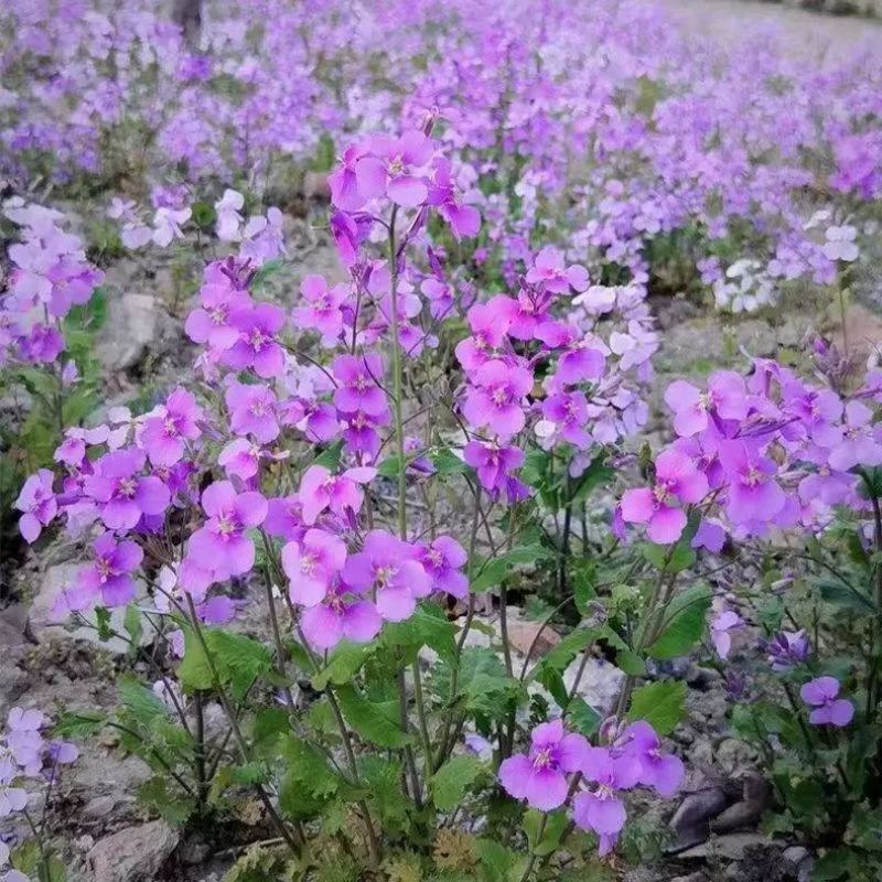 彩色油菜花种子观赏花海室外庭院盆栽食用彩色油菜花籽单色油