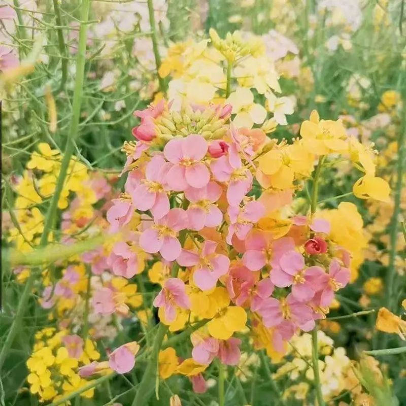 彩色油菜花种子观赏花海室外庭院盆栽食用彩色油菜花籽单色油