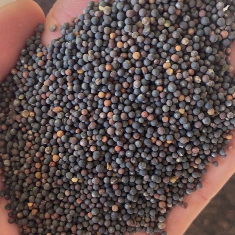 彩色油菜花种子观赏花海室外庭院盆栽食用彩色油菜花籽单色油