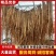 精品白条党参无硫货源充足质量保证量大从优欢迎咨询