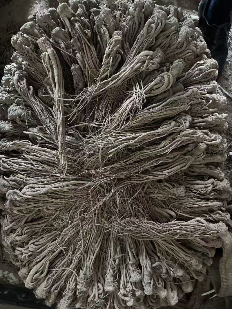 精品当归货源充足量大从优质量保证量大从优欢迎咨询